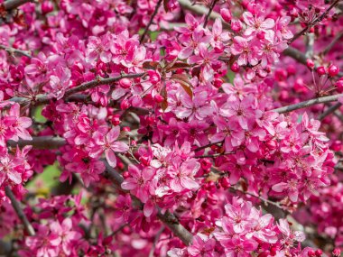 Vahşi süs elma ağacı ile renkli sahne