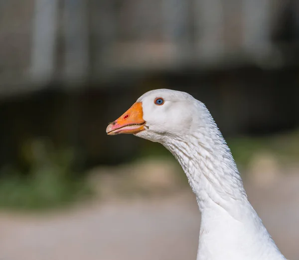 Close up white wild goose looking up with unfocused background — 스톡 사진