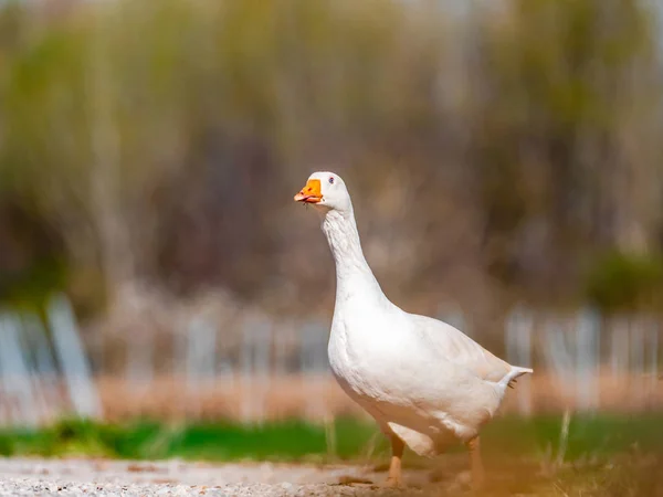 Ganso selvagem branco caminhando em busca de comida — Fotografia de Stock