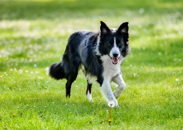 Border Collie chien marche à travers le parc un jour de printemps Images De Stock Libres De Droits