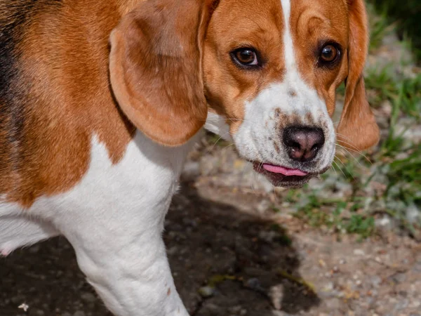 Bahar gününde Beagle köpeği yakın — Stok fotoğraf