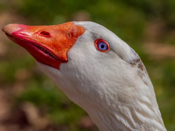 Weiße Gans aus nächster Nähe an einem sonnigen Tag. — Stockfoto