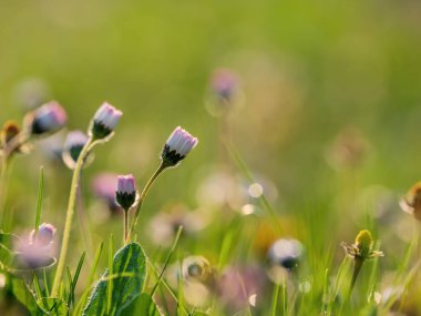 Gün doğumunda alan çiçekleri ile güzel bahar görüntü