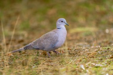 Ringdove şafakta doğal bir parkta yiyecek arıyor