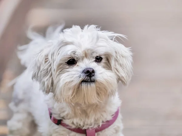 Cute portret białego szczeniaka havanese — Zdjęcie stockowe