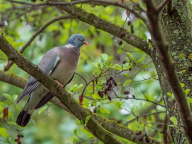 Gün doğumunda bir ağacın dallarında oturan güvercin
