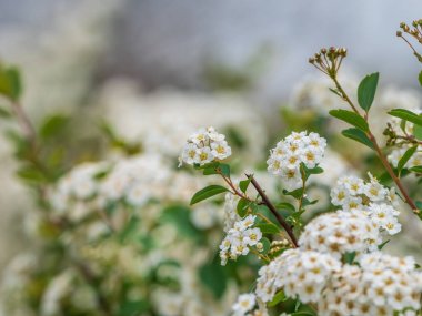 Doğal bir parkta Spiraea nipponica çiçek kapatın