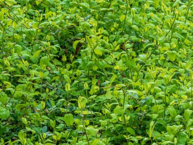 Su damlaları ile gün doğumunda doğal bitkiler ile Sahne