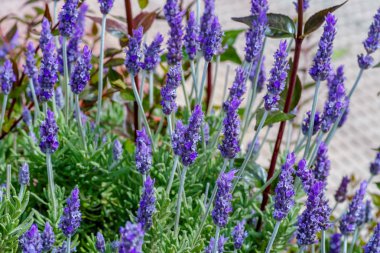 Gün doğumunda tam çiçeklenme içinde lavanta kapatın