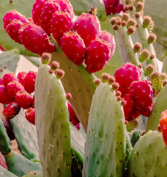 Pretty scene with the cactus plant and red fruits