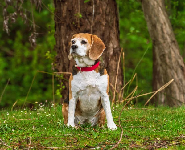 Beagle köpek pet baharda açık havada oturan — Stok fotoğraf