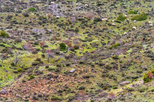 高い山で草を食べる羊 — ストック写真