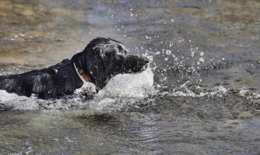 Nehrin suyunda yüzen siyah köpek ve görünen su damlaları ile güzel bir sahne