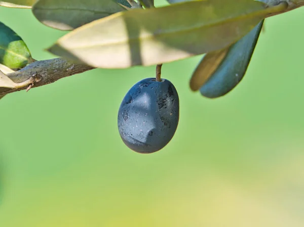 Zbliżenie dojrzałych owoców oliwek z nieukierunkowanego tła — Zdjęcie stockowe
