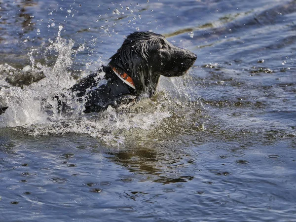 Nehir suyunda yüzen köpek ve görünür su damlaları