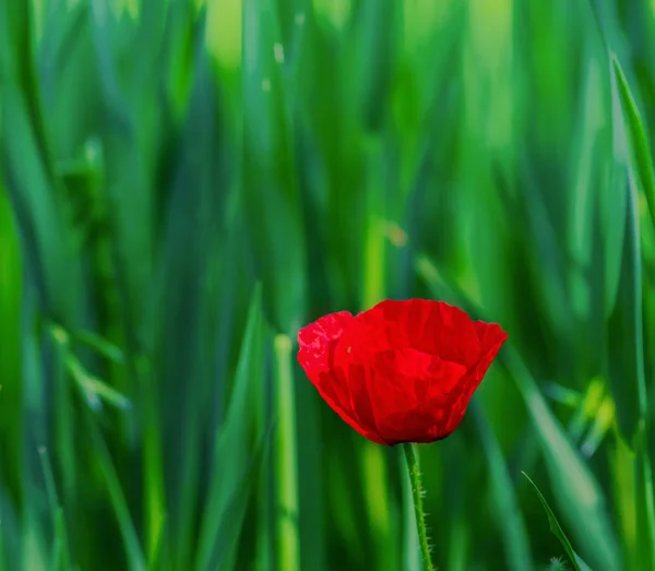 Flor de papoula única em plena floração ao nascer do sol — Fotografia de Stock