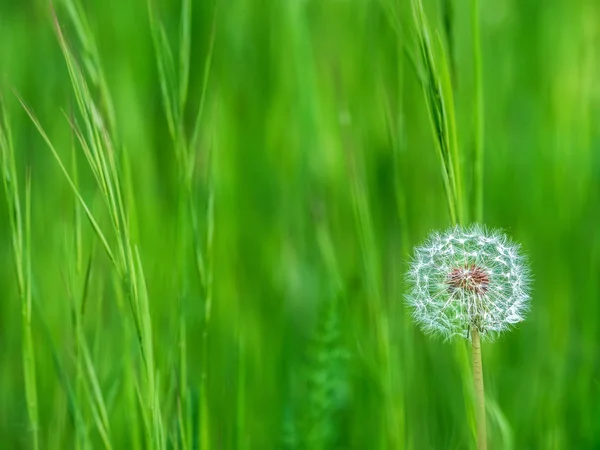 Scène met paardebloem in het voorjaar met een mooie achtergrond — Stockfoto