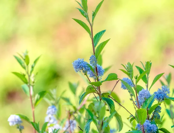 Uzavřít scénu s přírodní rostlinnou New Jersey čaj Ceanothus americanus s zaostřenými podklady Stock Snímky