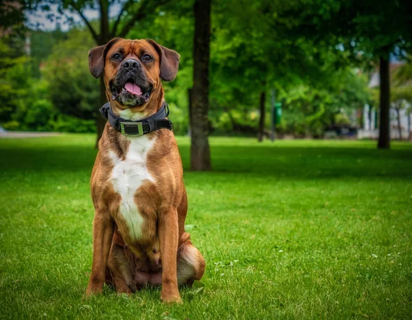 公共の公園に座ってボクサー犬をクローズアップ — ストック写真