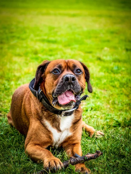 Bahar çimenlerinde oturan boksör köpek — Stok fotoğraf