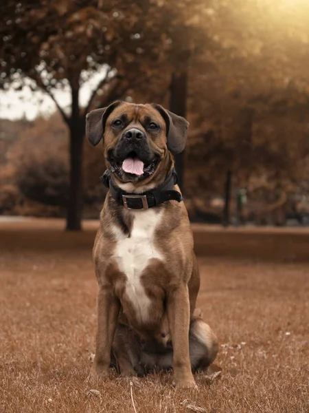 公共の公園に座っているボクサー犬の素敵な肖像画 — ストック写真