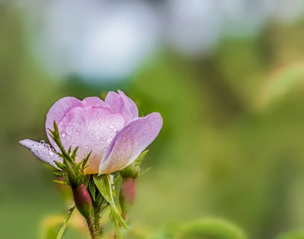 Piękny Dziki kwiat róży z kroplami wody w dniu wiosny — Zdjęcie stockowe