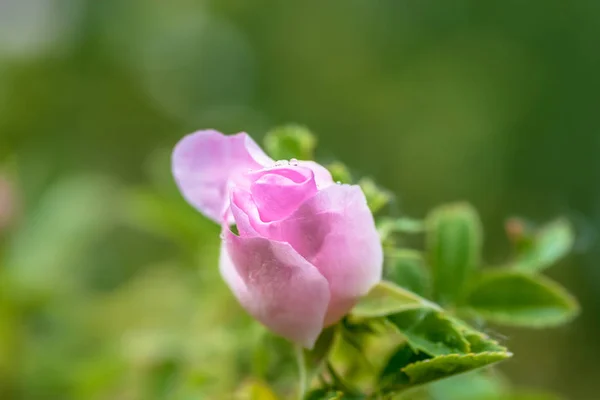 Rosa selvatica naturale con gocce d'acqua all'alba — Foto Stock