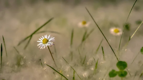 Kavak tüyü dolu çimenli beyaz tarla çiçeği — Stok fotoğraf