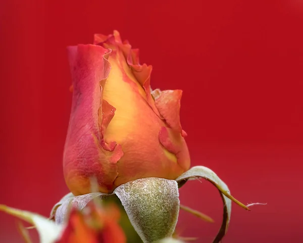 Żółta róża z czerwonym naturalnym tłem o zachodzie słońca — Zdjęcie stockowe