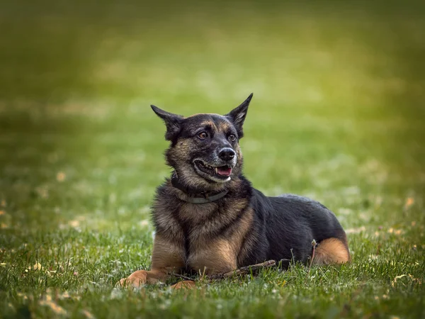 Nahaufnahme Deutsche Schäferhündin sitzt bei Sonnenaufgang in einem Naturpark — Stockfoto