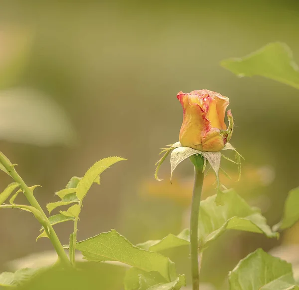 Rosa gialla naturale in primavera con sfondo sfocato — Foto Stock