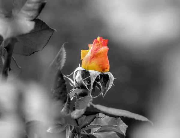 Gelbe Rose mit schwarz-weißem abstrakten Hintergrund — Stockfoto