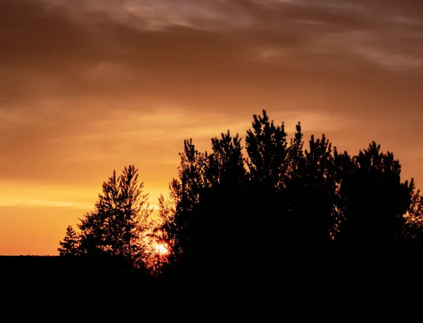 美丽的日落与树木的剪影在前景 — 图库照片