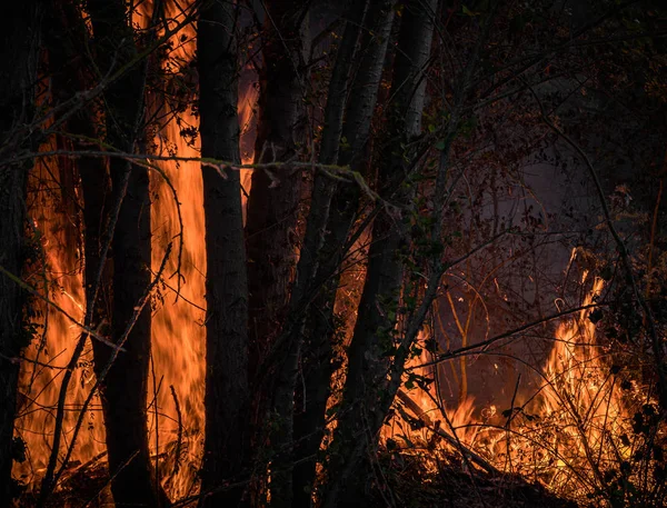 Grandes flammes brûlant des plantes et des arbres dans un feu de forêt — Photo