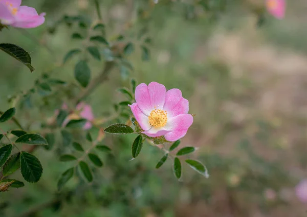 Piękna naturalna Dzika róża w pełnym rozkwicie — Zdjęcie stockowe