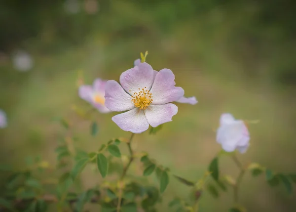 Obraz z naturalnym dzikiej róży w pełnym rozkwicie — Zdjęcie stockowe