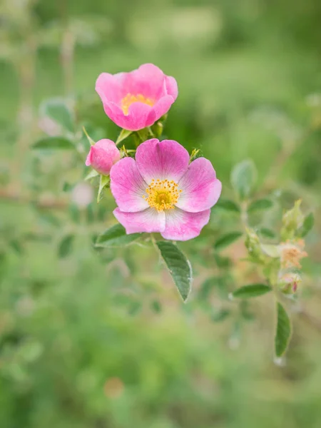 Belle image avec rose sauvage dans son environnement naturel Photo De Stock