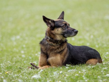 Crossbreed Alman Çoban doğal bir parkta oturan