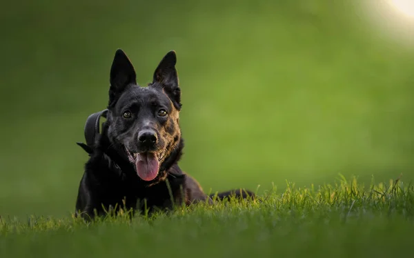 Belo retrato do cão pastor belga em um parque natural — Fotografia de Stock