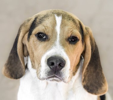 Beagle köpek ve bulanık arka plan güzel yakın çekim