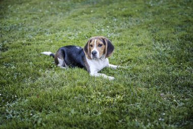Beagle köpek doğal bir parkın çim üzerinde oturan