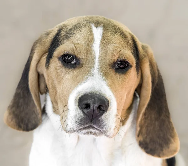 Beagle köpek ve bulanık arka plan güzel yakın çekim — Stok fotoğraf