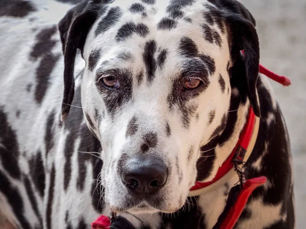 Kayıp görünüm ile Dalmaçyalı köpek güzel portre — Stok fotoğraf