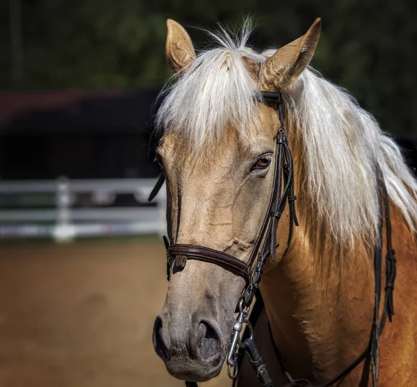 Närbild på en vacker häst i en gård — Stockfoto