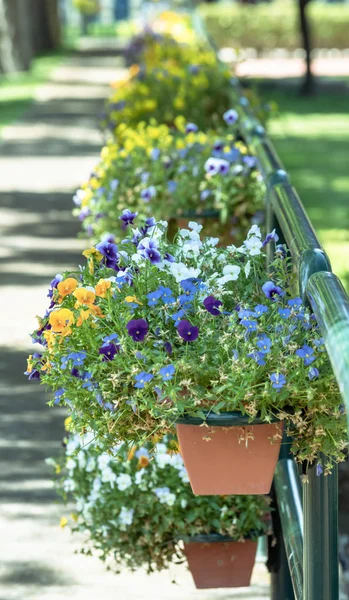 Belos arranjos florais em um caminho de um parque — Fotografia de Stock