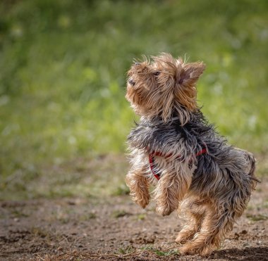 Küçük bir yorkshire terrier oyun ve atlama yakın