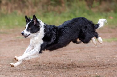 Border Collie'nin doğal bir parkta oynayıp zıplayarak yakınlaşın