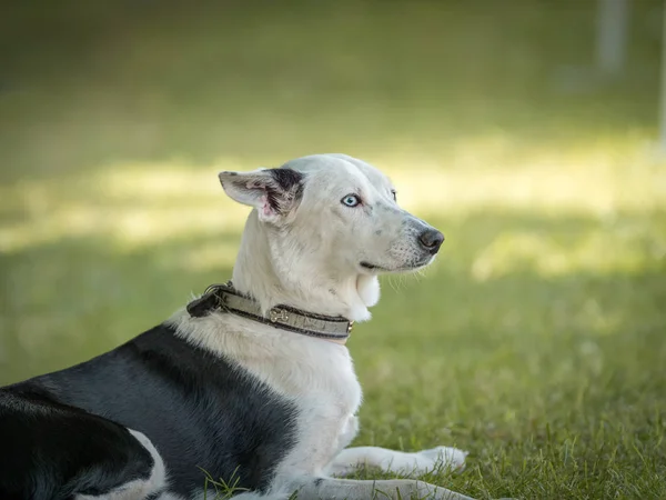 Güzel İspanyol Greyhound bir parkın doğal çim oturan — Stok fotoğraf