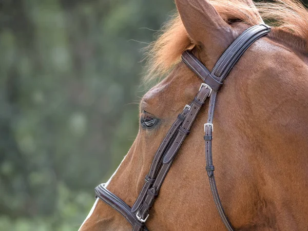 Närbild av en vacker häst på fältet — Stockfoto