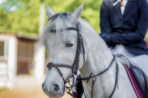 Porträtt av en vacker vit häst i en bondgård — Stockfoto